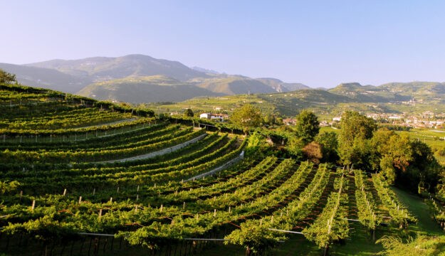 Valpolicella, il futuro &egrave; nell&rsquo;equilibrio, per &ldquo;preservare il valore della denominazione&rdquo;