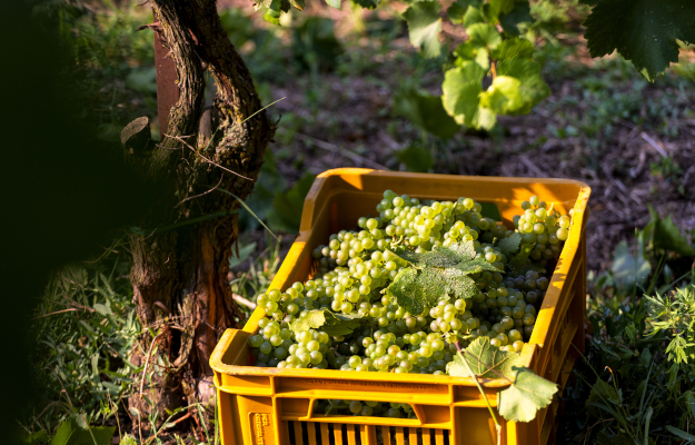 Al via il 30 luglio in Franciacorta la vendemmia più precoce di sempre