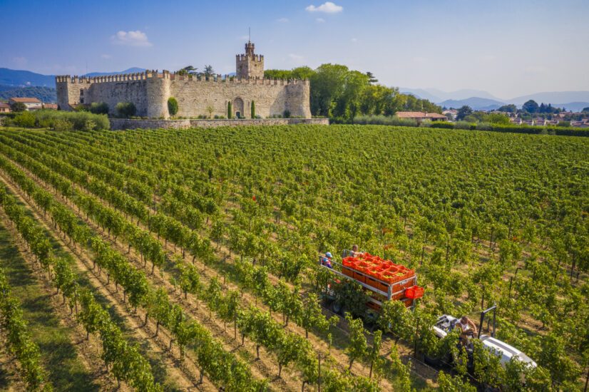 Al via il 30 luglio in Franciacorta la vendemmia più precoce di sempre