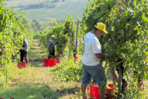 Prende corpo la vendemmia 2026 in Italia, tra le pi&ugrave; precoci di sempre: l&rsquo;analisi Coldiretti
