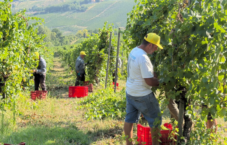 La vendemmia 2026, tra le più precoci di sempre, al via in Oltrepò Pavese (ph: Coldiretti)
