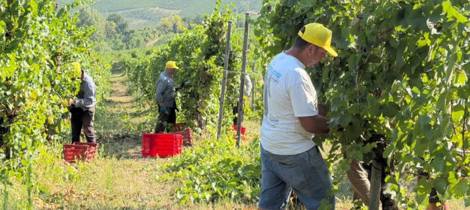 Prende corpo la vendemmia 2026 in Italia, tra le pi&ugrave; precoci di sempre: l&rsquo;analisi Coldiretti