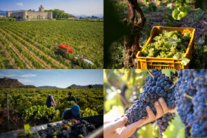 Vendemmia 2026: dalla prima a luglio, in Franciacorta, a quella &ldquo;dei 100 giorni&rdquo;, in Sicilia