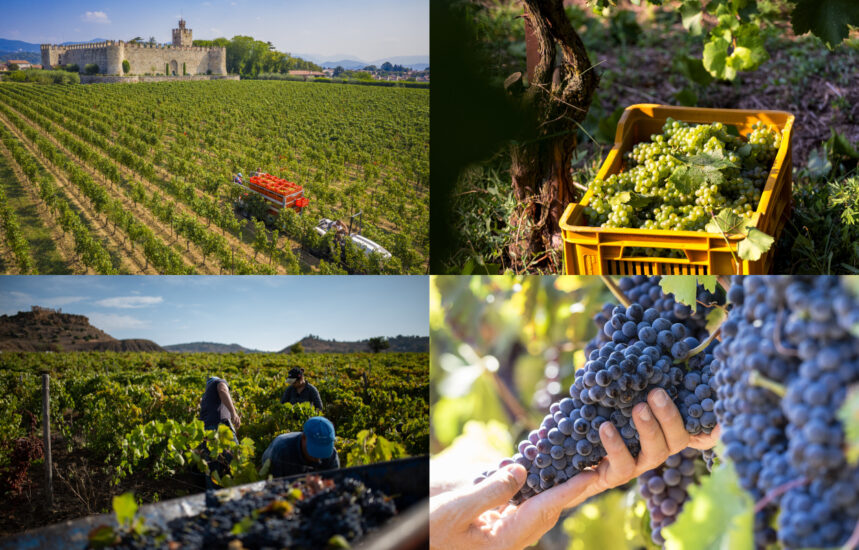 Dalla Franciacorta alla Sicilia, Italia in vendemmia