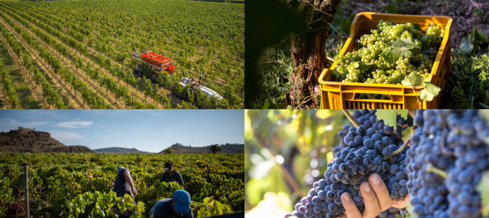 Vendemmia 2026: dalla prima a luglio, in Franciacorta, a quella &ldquo;dei 100 giorni&rdquo;, in Sicilia