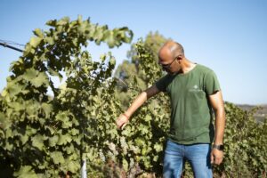 Vendemmia 2026 gi&agrave; alle prime battute con i primi grappoli tagliati in Sicilia, da Cantine Ermes