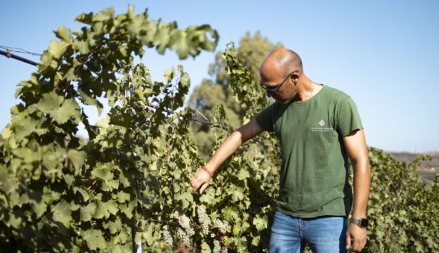 Vendemmia 2026 gi&agrave; alle prime battute con i primi grappoli tagliati in Sicilia, da Cantine Ermes