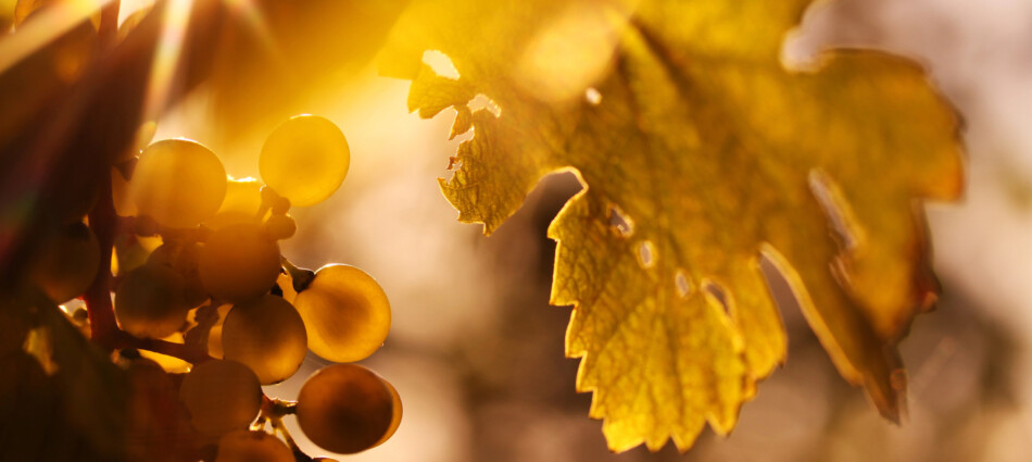 Francia: la filiera del vino chiede al Governo di non pubblicare stime di vendemmia ad agosto