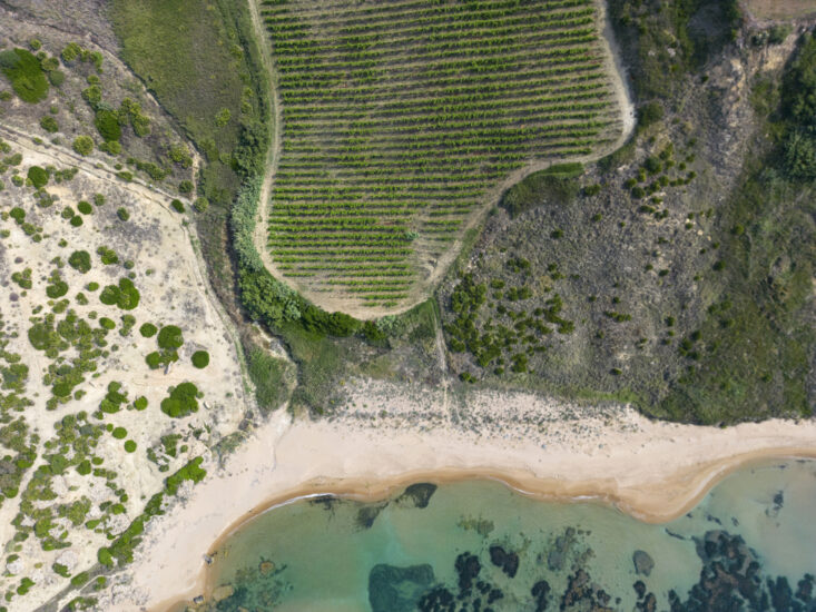 I vigneti sul mare di Settesoli