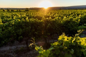 Oltre il presente: la grande sfida del vino resta la gestione del &ldquo;cambiamento climatico&rdquo;