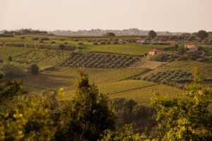 Cantina Tollo con il progetto del &ldquo;Vigneto Avanzato&rdquo; allarga il proprio patrimonio aziendale
