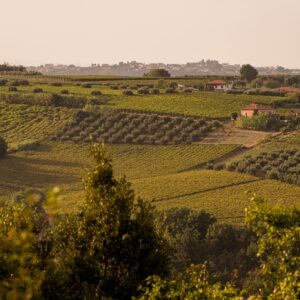 Cantina Tollo con il progetto del &ldquo;Vigneto Avanzato&rdquo; allarga il proprio patrimonio aziendale