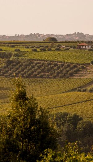Cantina Tollo con il progetto del &ldquo;Vigneto Avanzato&rdquo; allarga il proprio patrimonio aziendale