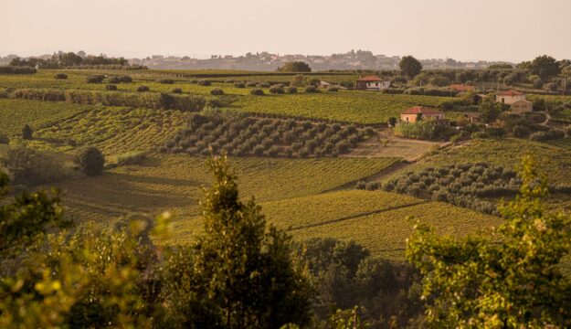 Cantina Tollo con il progetto del &ldquo;Vigneto Avanzato&rdquo; allarga il proprio patrimonio aziendale