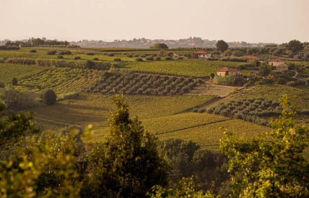 CANTINA TOLLO, VIGNETI, vino, Italia