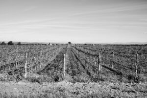 Raccontare il vino attraverso le immagini: un contest celebra il lavoro in vigna e la convivialit&agrave;