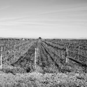 Raccontare il vino attraverso le immagini: un contest celebra il lavoro in vigna e la convivialit&agrave;