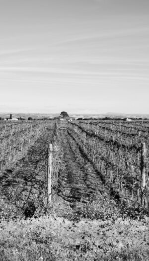 Raccontare il vino attraverso le immagini: un contest celebra il lavoro in vigna e la convivialit&agrave;