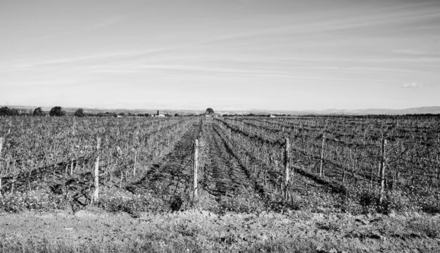 Raccontare il vino attraverso le immagini: un contest celebra il lavoro in vigna e la convivialit&agrave;