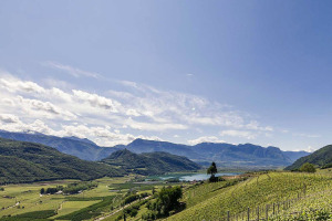 I Quaderni di WineNews - I Bianchi dell'Alto Adige