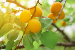 Ortofrutta, &ldquo;il clima fa calare la produzione, ma crollano del 20% i prezzi pagati agli agricoltori&rdquo;