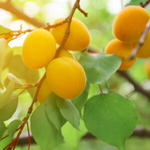 Ortofrutta, &ldquo;il clima fa calare la produzione, ma crollano del 20% i prezzi pagati agli agricoltori&rdquo;