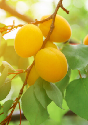 Ortofrutta, &ldquo;il clima fa calare la produzione, ma crollano del 20% i prezzi pagati agli agricoltori&rdquo;