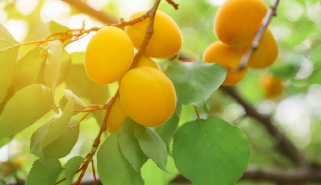 Ortofrutta, &ldquo;il clima fa calare la produzione, ma crollano del 20% i prezzi pagati agli agricoltori&rdquo;