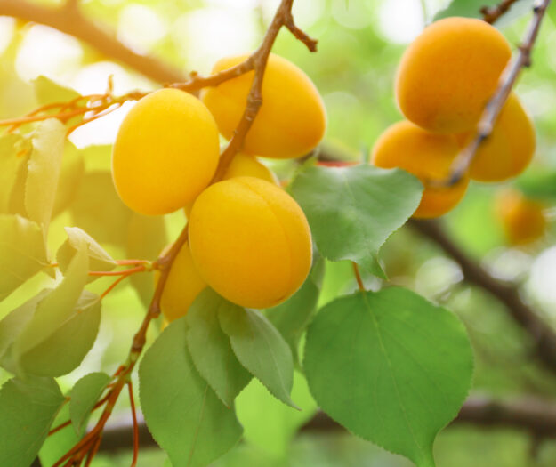 Ortofrutta, &ldquo;il clima fa calare la produzione, ma crollano del 20% i prezzi pagati agli agricoltori&rdquo;