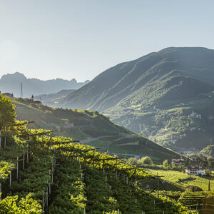 I vigneti che creano pi&ugrave; ricchezza per ettaro? Champagne n. 1, poi Alto Adige e Valle d&rsquo;Aosta