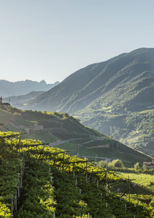 I vigneti che creano pi&ugrave; ricchezza per ettaro? Champagne n. 1, poi Alto Adige e Valle d&rsquo;Aosta