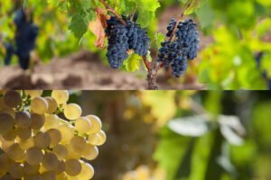 Vermentino e Cannonau fanno squadra con la Regione Sardegna per il futuro del vino