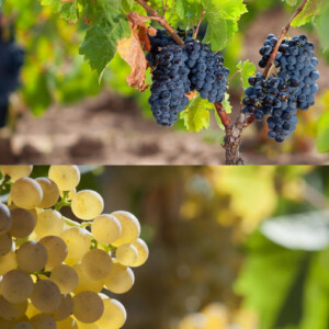 Vermentino e Cannonau fanno squadra con la Regione Sardegna per il futuro del vino