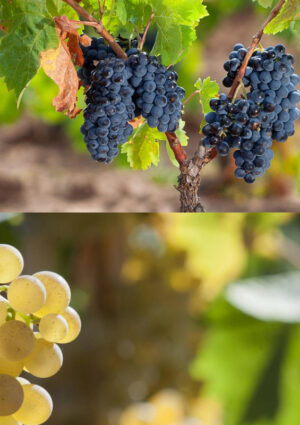 Vermentino e Cannonau fanno squadra con la Regione Sardegna per il futuro del vino