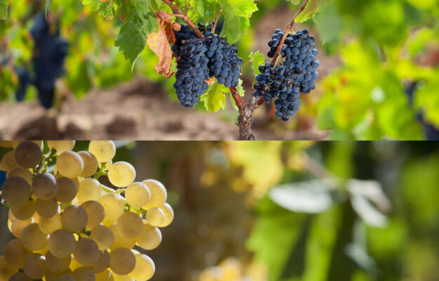 CANNONAU, CONSORZIO DEL CANNONAU DI SARDEGNA DOC, CONSORZIO DEL VERMENTINO DI SARDEGNA DOC, REGIONE SARDEGNA, SARDEGNA, VERMENTINO, Italia