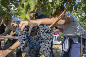 &ldquo;Cantine Aperte in Vendemmia&rdquo;, eventi in tutta Italia dedicati alla raccolta del nettare di Bacco