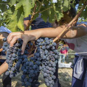 &ldquo;Cantine Aperte in Vendemmia&rdquo;, eventi in tutta Italia dedicati alla raccolta del nettare di Bacco