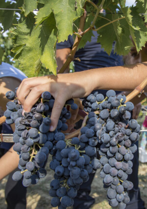 &ldquo;Cantine Aperte in Vendemmia&rdquo;, eventi in tutta Italia dedicati alla raccolta del nettare di Bacco