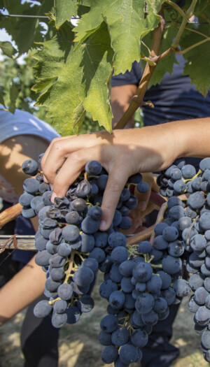 &ldquo;Cantine Aperte in Vendemmia&rdquo;, eventi in tutta Italia dedicati alla raccolta del nettare di Bacco
