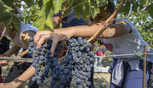 &ldquo;Cantine Aperte in Vendemmia&rdquo;, eventi in tutta Italia dedicati alla raccolta del nettare di Bacco