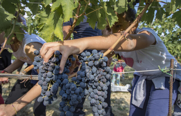 CANTINE APERTE IN VENDEMMIA, ENOTURISMO, MOVIMENTO TURISMO DEL VINO, TURISMO DEL VINO, VENDEMMIA 2026, Italia