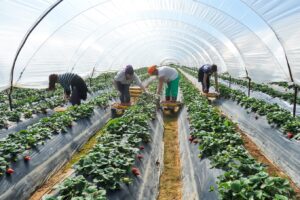 Caporalato, via al piano per creare alloggi dignitosi ai lavoratori: sul piatto 150 milioni di euro