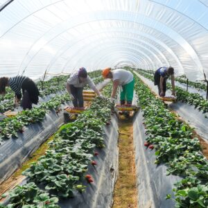 Caporalato, via al piano per creare alloggi dignitosi ai lavoratori: sul piatto 150 milioni di euro