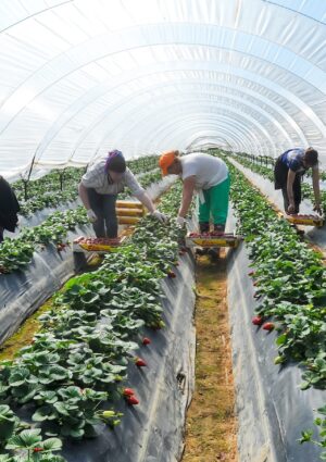 Caporalato, via al piano per creare alloggi dignitosi ai lavoratori: sul piatto 150 milioni di euro