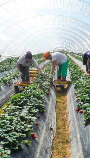 Caporalato, via al piano per creare alloggi dignitosi ai lavoratori: sul piatto 150 milioni di euro
