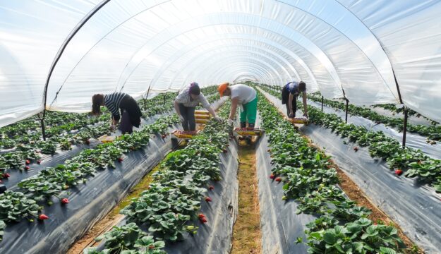 Caporalato, via al piano per creare alloggi dignitosi ai lavoratori: sul piatto 150 milioni di euro