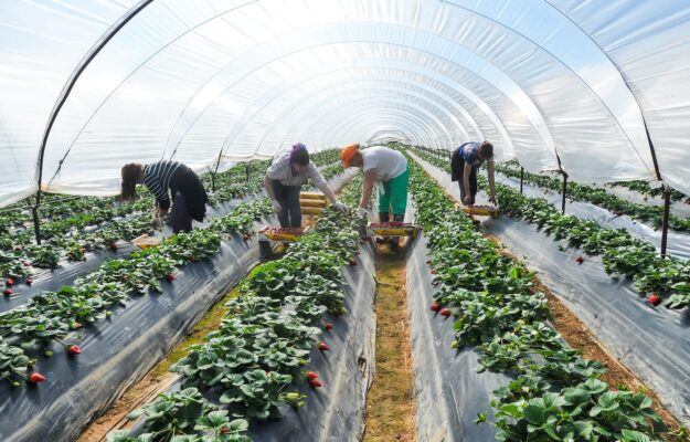 ALLOGGI, CAPORALATO, Coldiretti, Confagricoltura, LAVORATORI AGRICOLI, SFRUTTAMENTO DEL LAVORO, Non Solo Vino