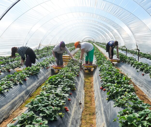 Caporalato, via al piano per creare alloggi dignitosi ai lavoratori: sul piatto 150 milioni di euro