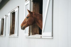 Confagricoltura: &ldquo;il cavallo venga riconosciuto come risorsa agricola, serve chiarezza normativa&rdquo;