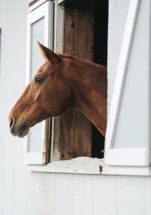 Confagricoltura: &ldquo;il cavallo venga riconosciuto come risorsa agricola, serve chiarezza normativa&rdquo;
